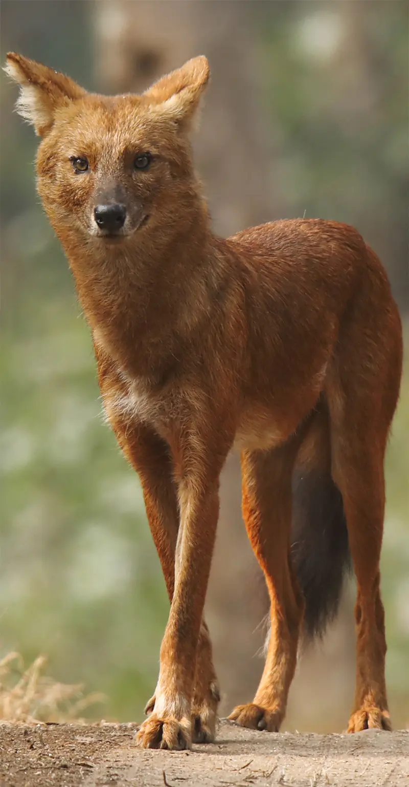 Dhole