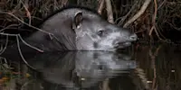 Tapir, Pantanal, Brazil.
