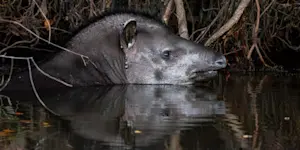 Tapir, Pantanal, Brazil.