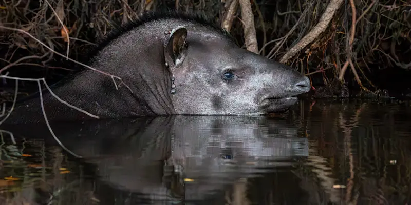 Tapir, Pantanal, Brazil.