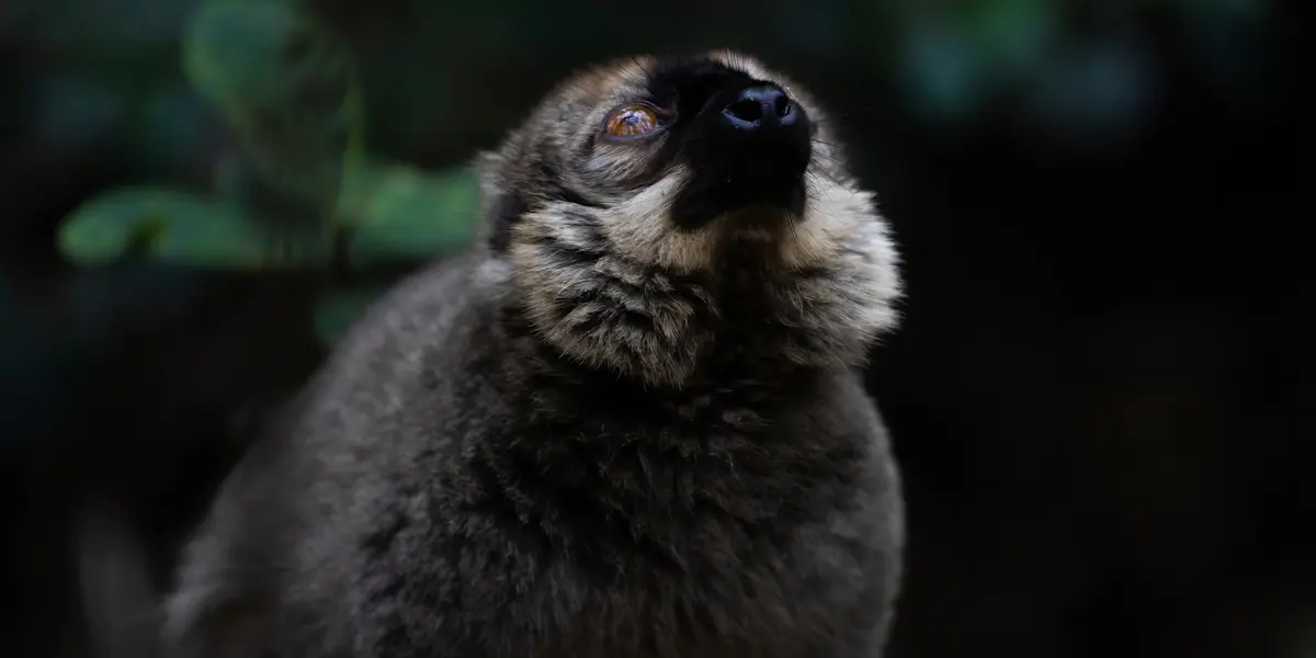Common brown lemur, Andasibe-Mantadia National Park, Madagascar.