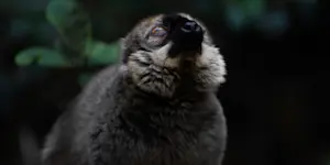 Common brown lemur, Andasibe-Mantadia National Park, Madagascar.