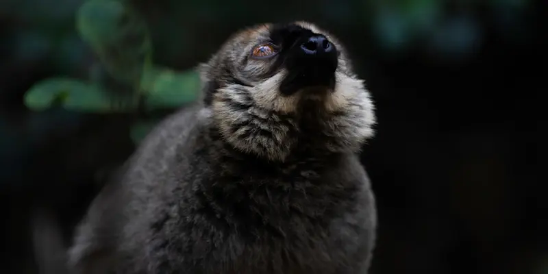 Common brown lemur, Andasibe-Mantadia National Park, Madagascar.