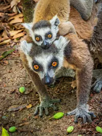 Ring-tailed Lemur, Isalo National Park, Madagascar.