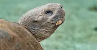 Giant Tortoise, Galapagos
