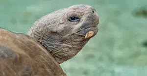 Giant Tortoise, Galapagos