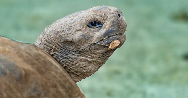 Giant Tortoise, Galapagos