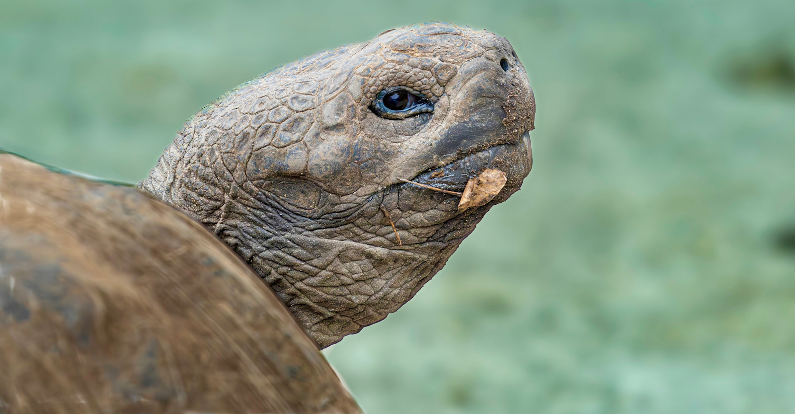 Giant Tortoise, Galapagos