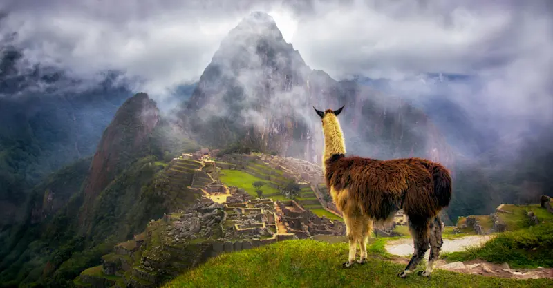 Llama, Machu Picchu, Peru.