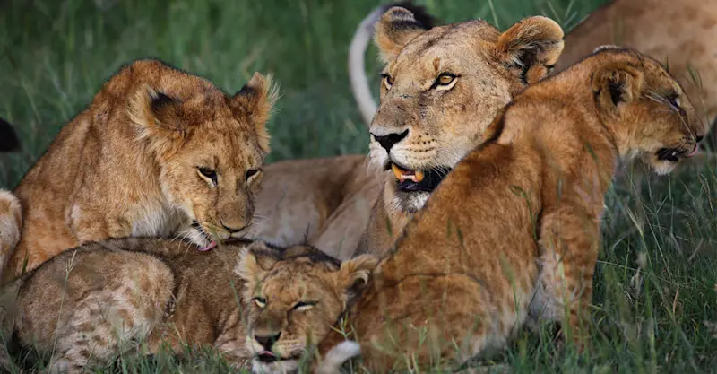 Lioness and cubs, Maasai Mara National Reserve, Kenya.