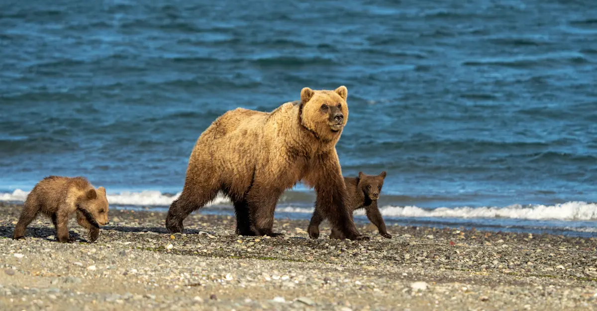 Brown bear with cubs, Nat Hab's Alaska Bear Camp, Lake Clark National Park and Preserve.