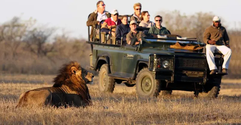 Black-maned lion and Nat Hab guests, Sabi Sand Game Reserve, South Africa.