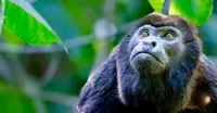 Howler Monkey