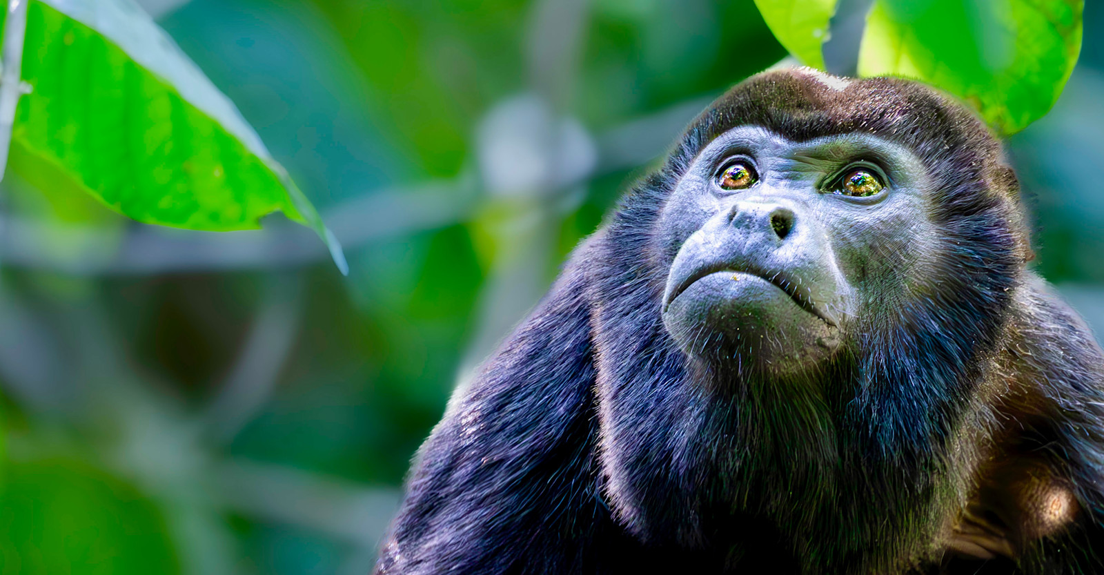 Howler Monkey