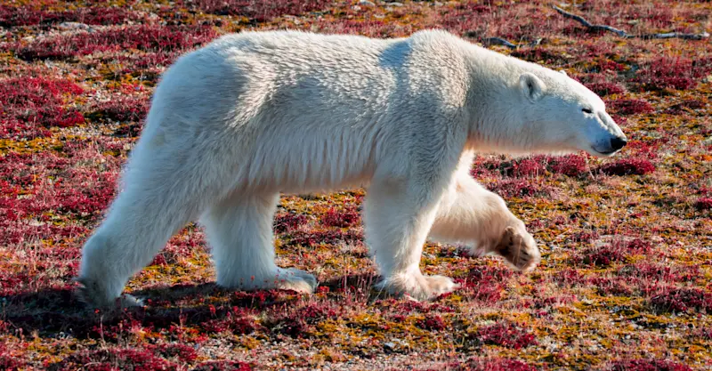 Polar bear, Churchill, Manitoba.