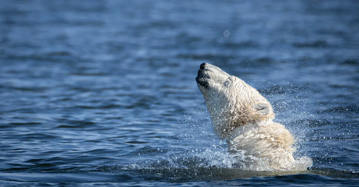 Collared polar bear swimming, Churchill, Canada.