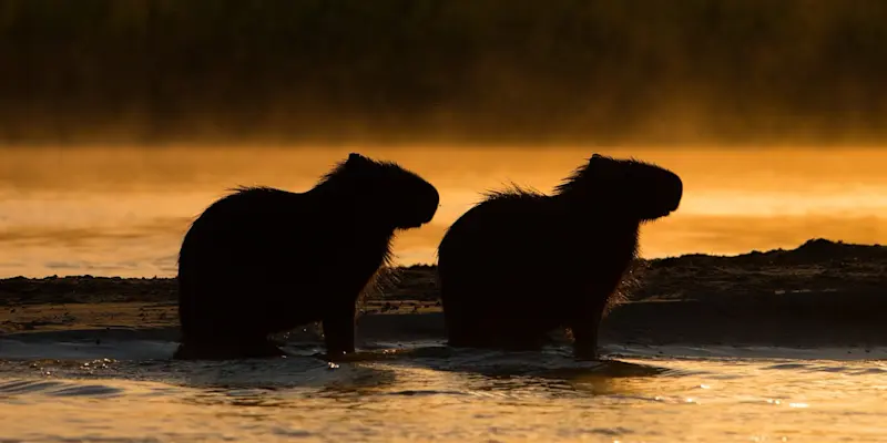 Capybaras, Pantanal, Brazil.