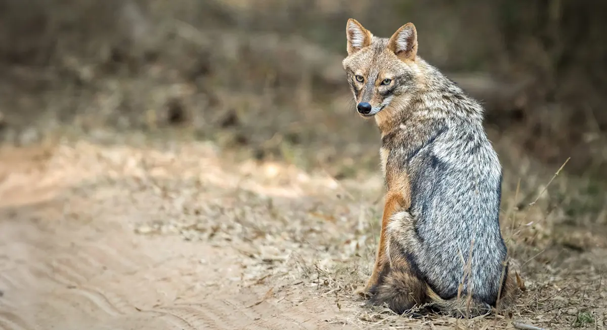 Golden Jackel, Tadoba National Park, India.