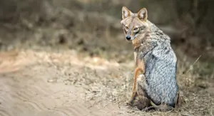 Golden Jackel, Tadoba National Park, India.