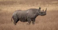 Black rhino, Serengeti National Park, Tanzania.