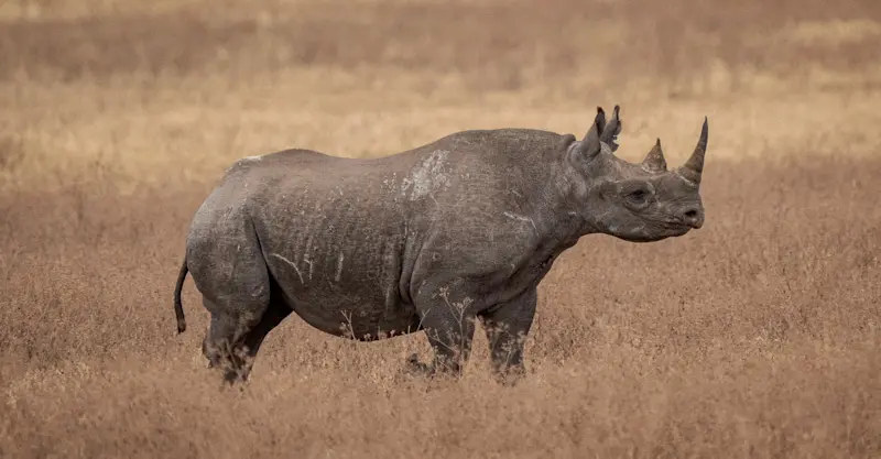 Black rhino, Serengeti National Park, Tanzania.