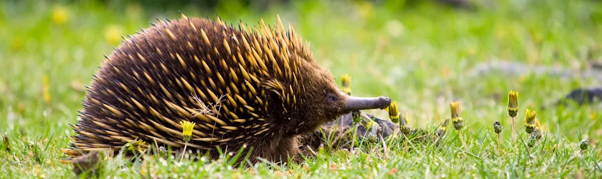 Echidna, Australia South, Asia