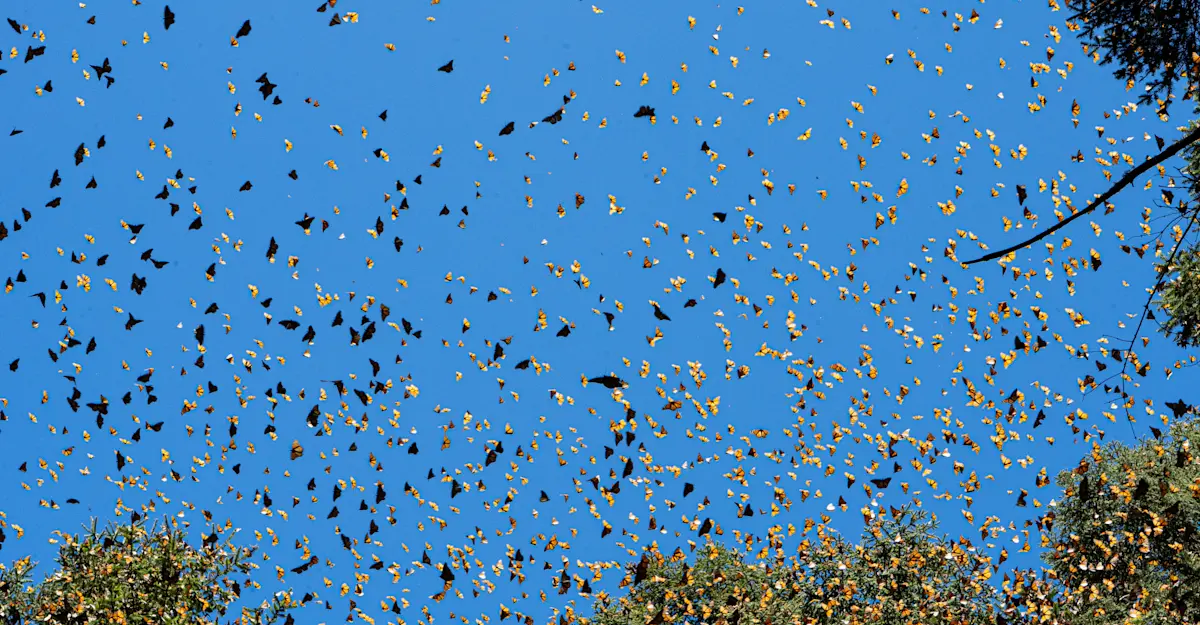 Kaleidoscope of Monarch butterflies in Angangueo, Mexico.