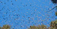 Kaleidoscope of Monarch butterflies in Angangueo, Mexico.
