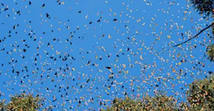 Kaleidoscope of Monarch butterflies in Angangueo, Mexico.