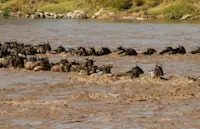 Wildebeest, Maasai Mara National Reserve, Kenya.