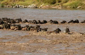 Wildebeest, Maasai Mara National Reserve, Kenya.
