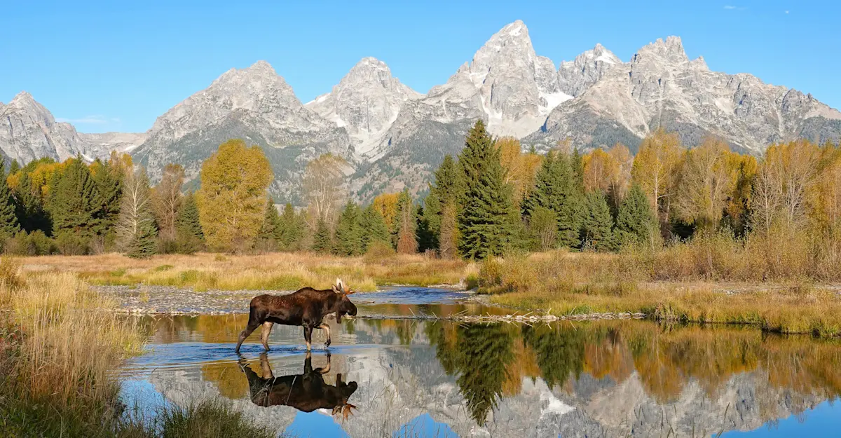 Moose, Grand Teton National Park, Wyoming.