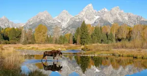 Moose, Grand Teton National Park, Wyoming.
