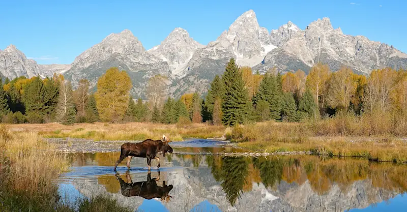 Moose, Grand Teton National Park, Wyoming.
