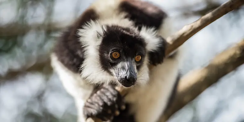 Black-and-white ruffed lemur, Andasibe-Mantadia National Park, Madagascar.