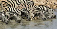 Zebras, Ongava Private Reserve, Namibia.