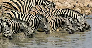 Zebras, Ongava Private Reserve, Namibia.