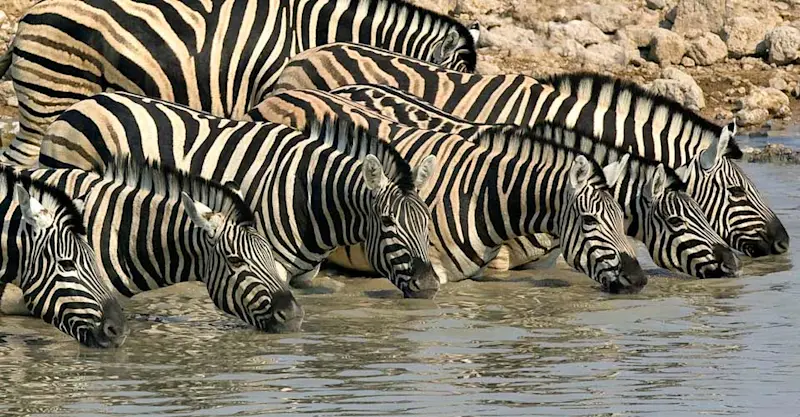 Zebras, Ongava Private Reserve, Namibia.