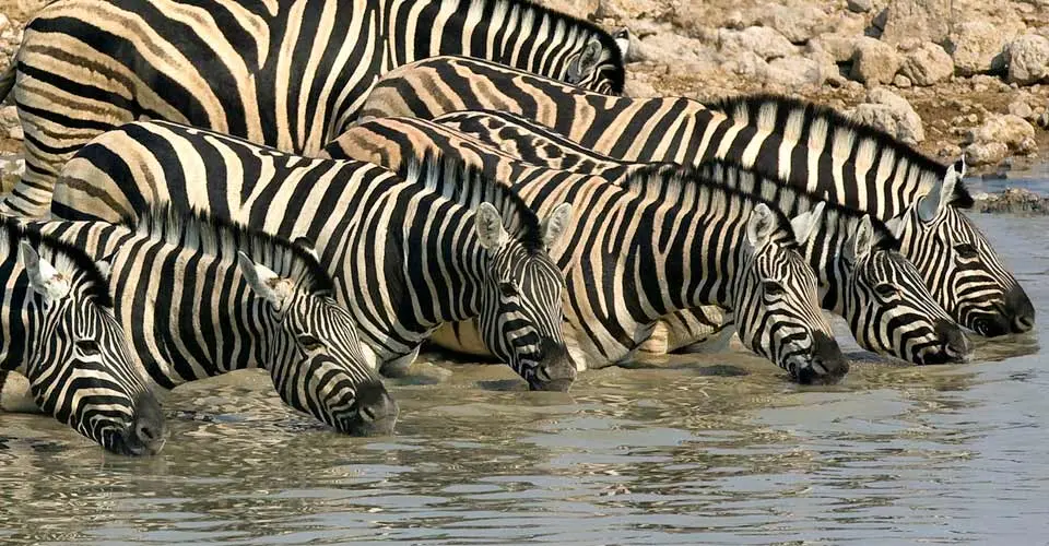 Zebras, Ongava Private Reserve, Namibia.