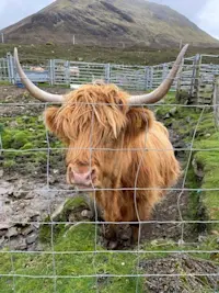 Iconic highland cow in Scotland.