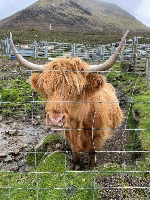 Iconic highland cow in Scotland.