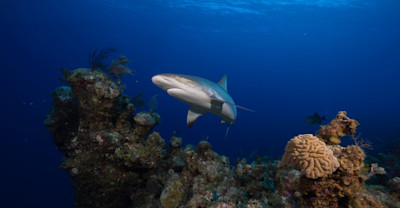 Why It Matters image