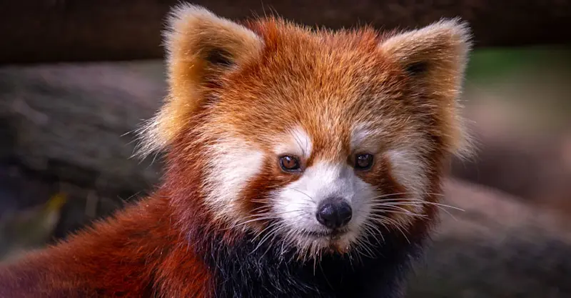 Red panda, Siguniangshan National Park, China