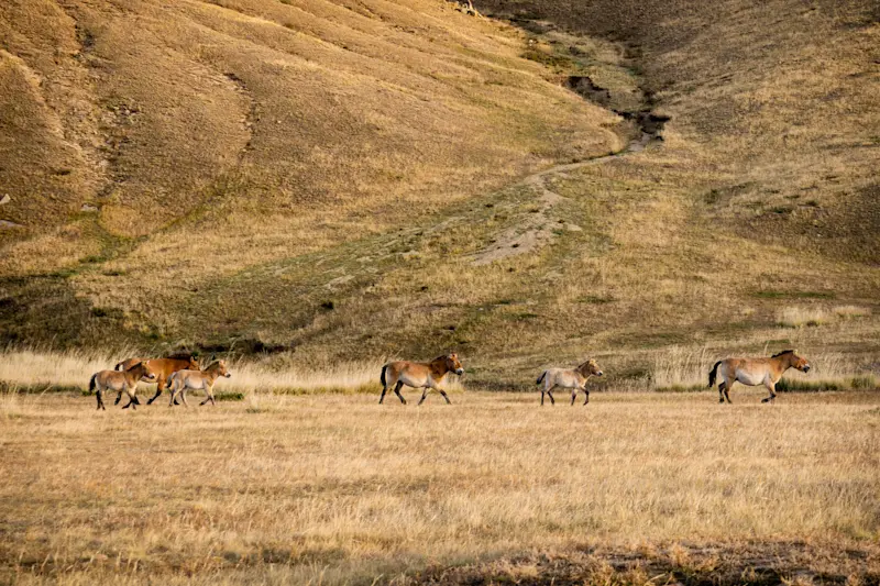 Takhi horses, Hustai National Park, Mongolia.
