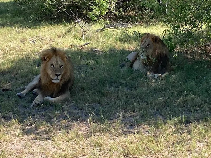 My first male lions in the wild!
