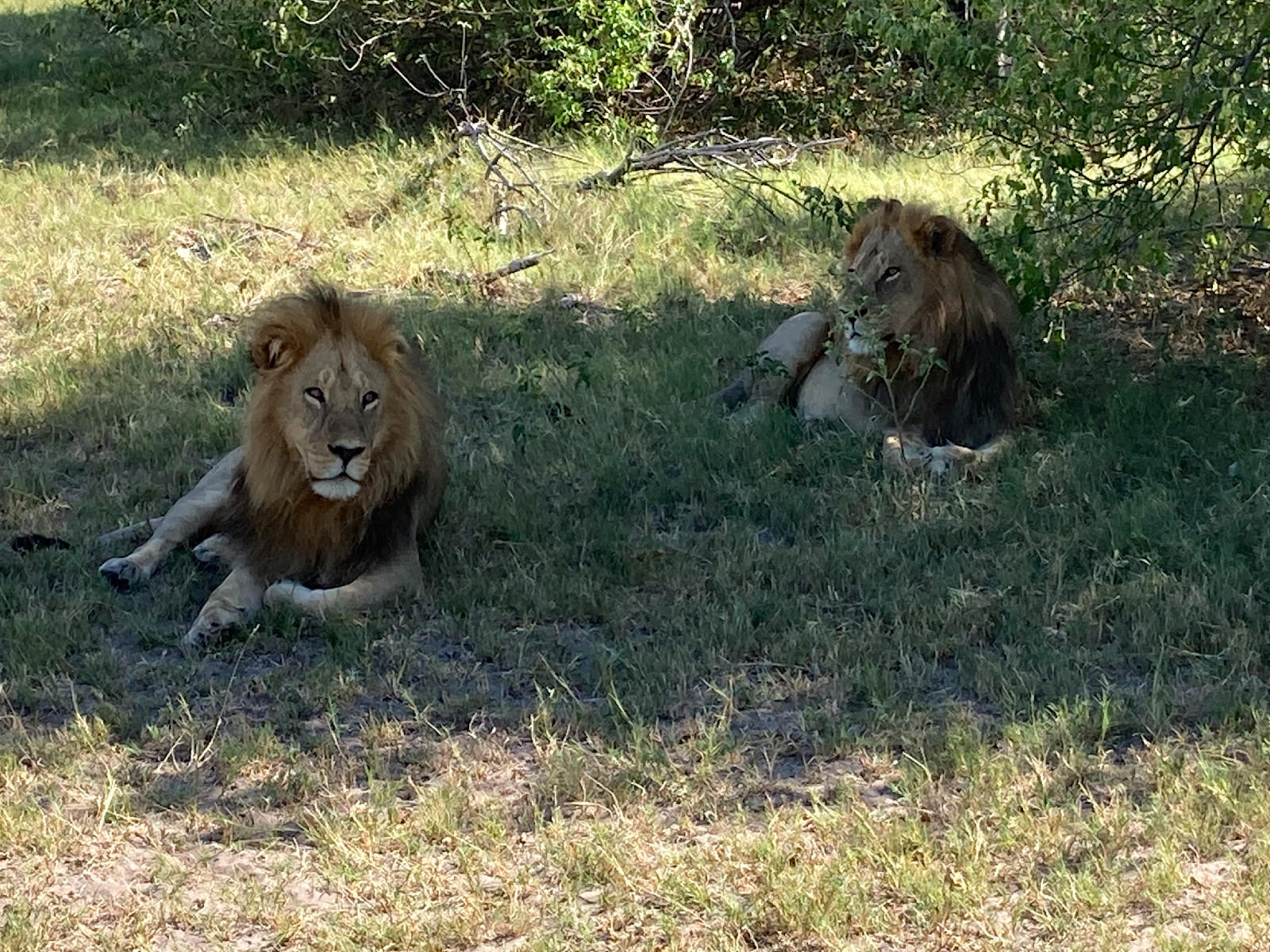 My first male lions in the wild!
