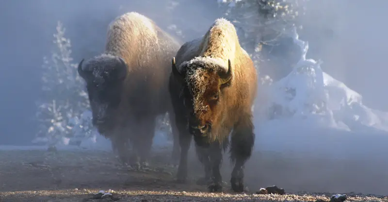 American Bison, Grand Teton National Park, Wyoming.