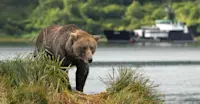 Brown bear and Nat Hab's M/V Ursus, Katmai National Park & Preserve, Alaska.