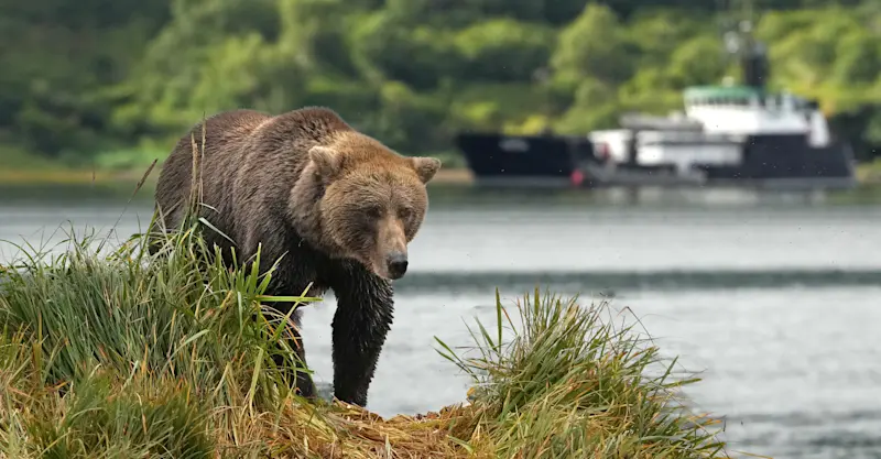 Brown bear and Nat Hab's M/V Ursus, Katmai National Park & Preserve, Alaska.