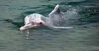 Pink river dolphin, Pacaya Samiria National Reserve, Peru.